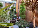 Prachtige terras planten met pot te koop, Volle zon, Vaste plant, Zomer, Ophalen