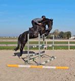 Lieve betrouwbare allround ruin, 172cm, Dieren en Toebehoren, Paarden, Springpaard, Gechipt, Ruin, 170 tot 175 cm