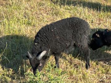 Ouessant ram lammetjes