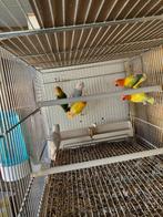 vogels parkieten en papegaaien, Animaux & Accessoires, Oiseaux | Perruches & Perroquets, Bagué, Perroquet nain ou Inséparable