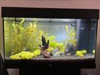 Aquarium Juwel Rio 125 Led, Dieren en Toebehoren, Vissen | Aquariumvissen, Zoetwatervis