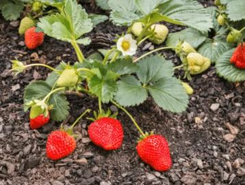 Aardbeiplanten ostana beschikbaar voor biedingen