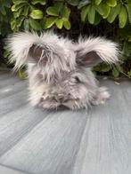 Angora ram, Dieren en Toebehoren, Konijnen, Mannelijk, Middelgroot, 0 tot 2 jaar