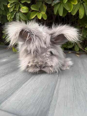 Angora ram beschikbaar voor biedingen