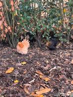 Cochin kriel krulveer, Dieren en Toebehoren, Pluimvee, Vrouwelijk, Kip