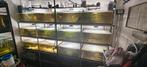 1 Kweekstellingen, Dieren en Toebehoren, Vissen | Aquaria en Toebehoren, Ophalen, Zo goed als nieuw, Gevuld zoetwateraquarium
