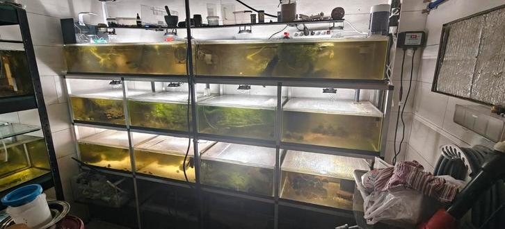 1 Kweekstellingen, Dieren en Toebehoren, Vissen | Aquaria en Toebehoren, Zo goed als nieuw, Gevuld zoetwateraquarium, Ophalen