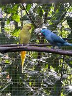 2 koppels halsbanden, Dieren en Toebehoren