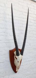 Grote SPIESBOK / ORYX op houten schild - ref. L (gewei), Verzamelen, Dierenverzamelingen, Ophalen of Verzenden, Gebruikt, Wild dier