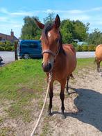 2 paarden te koop, Dieren en Toebehoren, Hengst