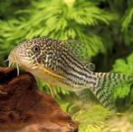 8 Corydoras sterbai, Dieren en Toebehoren, Vissen | Aquariumvissen, Vis, Zoetwatervis, Schoolvis