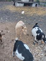 Dwerg geitenbok te huur, Dieren en Toebehoren, Geit