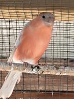 Bruinpastel goudvinkman 2023, Animaux & Accessoires, Oiseaux | Oiseaux Autre, Mâle, Oiseau chanteur sauvage, Bagué