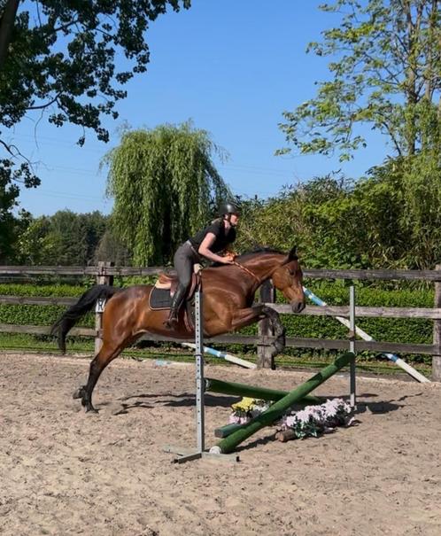 Leuke  allround merrie, Dieren en Toebehoren, Paarden, Merrie, L, 160 tot 165 cm, 3 tot 6 jaar, Met stamboom, Gechipt, Ontwormd