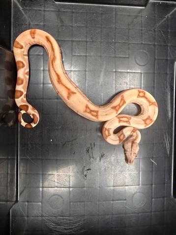 Boa ci.1.0 kubish poss.super salmon 66% dh albino sqauretail beschikbaar voor biedingen