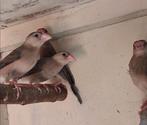 Rijstvogel/padda, Dieren en Toebehoren, Vogels | Overige Vogels, Geslacht onbekend