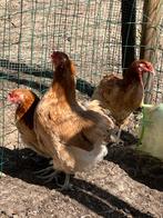 Olive egger, Dieren en Toebehoren, Pluimvee