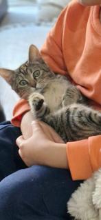 Bebe chat, Kinderen en Baby's, Speelgoed | Buiten | Speeltoestellen, Ophalen, Nieuw, Aanbouwonderdeel