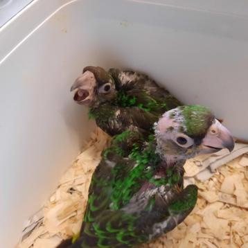 2 baby Jardine-papegaaien beschikbaar voor biedingen