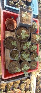 cavaillonplanten @1,5 euro per stuk, Tuin en Terras, Planten | Fruitbomen, Ophalen