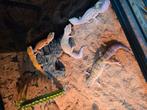 Diversen prachtige giant luipaardgekko's, Amfibie