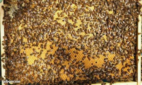 12 Ruches Dadant avec la colonie Buckfast + hausse bâtie, Tuin en Terras, Overige Tuin en Terras, Nieuw, Ophalen of Verzenden