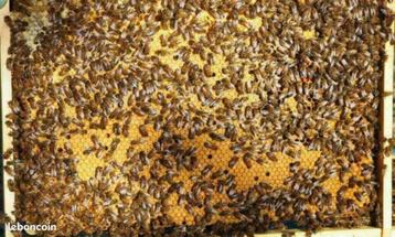8 Ruches Dadant avec colonie d'abeilles Buckfast + hausse 