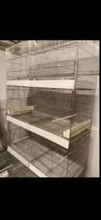 Cages de 90 Domus voir description, Ophalen, Gebruikt, Metaal, Broedkooi of Kweekkooi