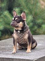 Franse bulldog pup choco tan (teefje), Dieren en Toebehoren, Honden | Bulldogs, Pinschers en Molossers, België, 15 weken tot 1 jaar