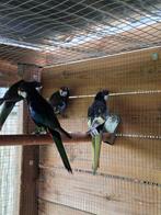 Rosella, Dieren en Toebehoren, Vogels | Parkieten en Papegaaien