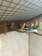 Dwerg papegaai, agapornis, Dieren en Toebehoren, Vogels | Parkieten en Papegaaien, Papegaai