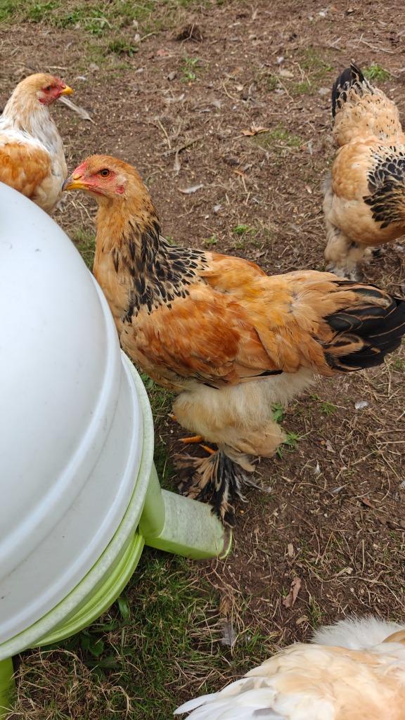 Brahma haan, Dieren en Toebehoren, Pluimvee, Kip, Mannelijk