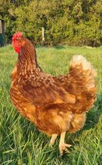 Bruine legkippen, Dieren en Toebehoren, Pluimvee