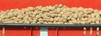 Pootgoed aardappelen Challenger 28/35, Ophalen