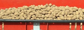 Pootgoed aardappelen Challenger 28/35, Zakelijke goederen, Landbouw | Aardappelen, Groenten, Fruit en Vlees, Ophalen