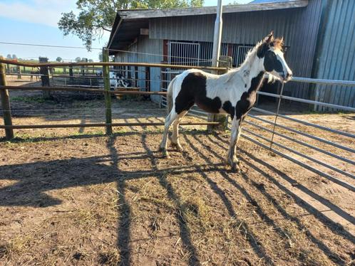 Barock pinto 1 jarige hengsten en merrie, Dieren en Toebehoren, Paarden, Meerdere dieren, 0 tot 2 jaar, Met stamboom, Gechipt
