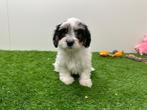Chiots Mal-Shi (Bichon maltais x Shih Tzu), Parvovirose, Autres races, Plusieurs, Belgique