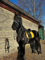 Halve stal gezocht, Dieren en Toebehoren, Paarden, Gechipt, Ruin, Dressuurpaard, L