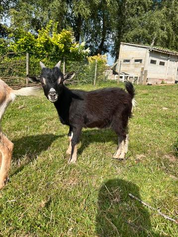 Dwerggeit bokje, Mâle, Chèvre, 0 à 2 ans