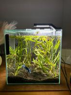 Vechter om te geven, Dieren en Toebehoren, Ophalen, Zo goed als nieuw