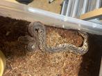 Black pastel clown het desert ghost, Dieren en Toebehoren, Slang, 0 tot 2 jaar