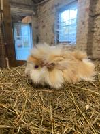 Peruviaanse cavia beertjes, Dieren en Toebehoren, Knaagdieren, Cavia, Augustus, Mannelijk, Tam