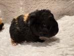 US teddy cavia’s broertjes, Animaux & Accessoires, Rongeurs, Mâle, Cobaye, Domestique