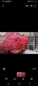 Japanse esdoorn, Tuin en Terras, Ophalen of Verzenden