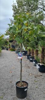 Vijgenboom Ficus Carica 'Brogiotto Nero', Tuin en Terras, Ophalen