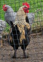 Marans haan, Dieren en Toebehoren, Pluimvee