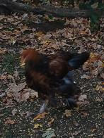 Brahma goudpatrijs haantje, Dieren en Toebehoren
