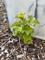 Aalbes plantje, Tuin en Terras, Planten | Tuinplanten, Ophalen