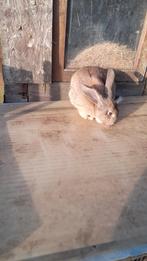 2rammen vlaamse reuzen, Dieren en Toebehoren, Konijnen