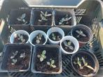 Stekjes Mother of Thousand / bommenwerper plant, Huis en Inrichting, Ophalen